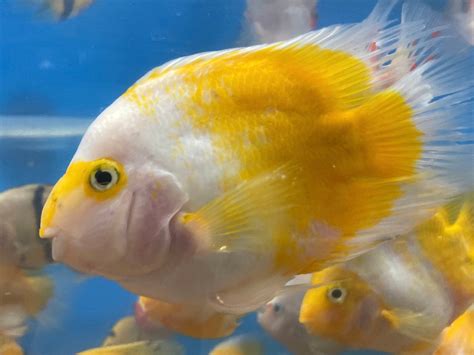 PARROT CICHLID – Predatory Fins.